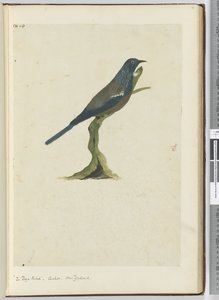 F.20 Poyalintu, käki. Uusi-Seelanti, 1772-75 (wc)