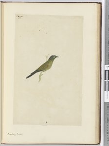 F.22 Pilkkilintu, 1772-75 (wc) tekijältä Isaac Smith