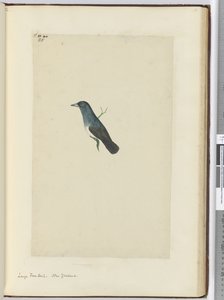 F.25 Suuri fantail. Uusi-Seelanti, 1772-75 (wc) tekijältä Isaac Smith