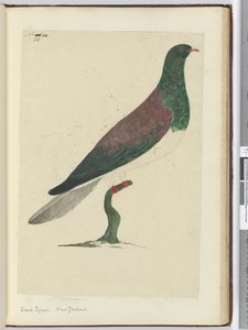 F.26 Puukyyhkynen. Uusi-Seelanti, 1772-75 (wc)