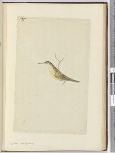 F.28 Käki. Uusi-Seelanti, 1772-75 (wc) tekijältä Isaac Smith