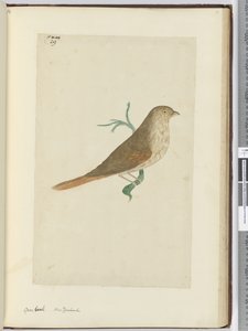 F.29 Karkea nokka. Uusi-Seelanti, 1772-75 (wc) tekijältä Isaac Smith