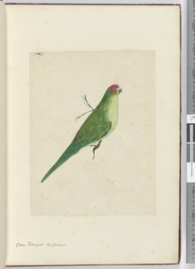 F.2 Vihreä parroketti. Uusi-Seelanti, 1772-75 (wc) tekijältä Isaac Smith