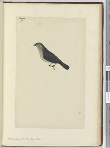 F.30 Uusiseelantilainen lintu kesy kuin robin, 1772-75 (wc) tekijältä Isaac Smith