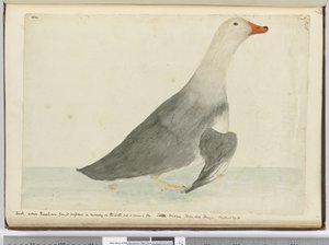 F.35 Ankka kutsui Kilpahevosta nopeudestaan vedessä juoksemisessa, mutta se ei osaa lentää. Staten Island Tierra del Fuego. Paino 29 lbs, 1772-75 (wc) tekijältä Isaac Smith