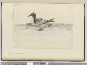 F.37a Pintado. Nähty korkealla etelälat., 1772-75 (wc) tekijältä Isaac Smith