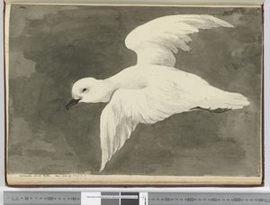 F.39 Etelämantereen valkoinen petroli. Nähty lat. 60 - lat. 71 S., 1772-75 (wc) tekijältä Isaac Smith
