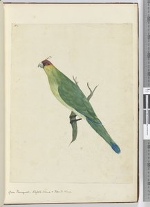 F.3 Vihreä parroketti. Norfolk Island & Friendly Islands, 1772-75 (wc)
