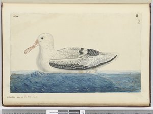 F.43 Albatrossi. Nähty meren korkeudessa S. lat., 1772-75 (wc) tekijältä Isaac Smith