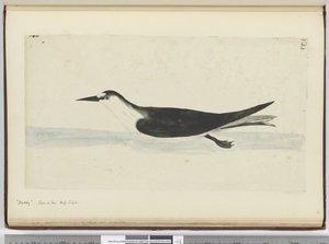 F.44 Noddy. Nähty meren korkeudessa S. lat., 1772-75 (wc) tekijältä Isaac Smith