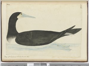 F.46 Uuden-Seelannin Shag, joka tekee pesänsä puihin, 1772-75 (wc) tekijältä Isaac Smith