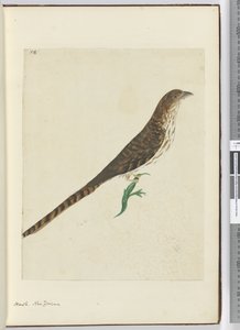 F.4 Hawk. Uusi-Seelanti, 1772-75 (wc) tekijältä Isaac Smith