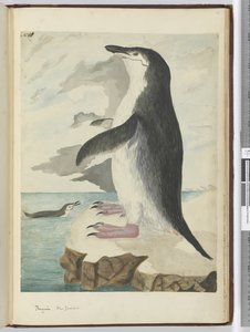 F.50 Pingviini. Uusi-Seelanti, 1772-75 (wc)