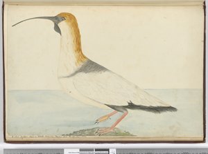 F.52 Uusi kihara. Nähty Staten Islandilla Tierra del Fuegossa tammikuussa 1774, 1772-75 (wc)