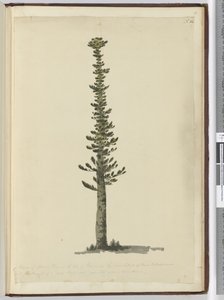 F.54 Kuusimänty Isle of Pinesissa Uuden-Kaledonian eteläpäässä ja korkea erittäin suuriin mastoihin. Nähty syyskuussa 1774..., 1772-75 (wc) tekijältä Isaac Smith
