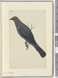 F.6 Crow. Uusi-Kaledonia, 1772-75 (wc) tekijältä Isaac Smith