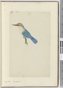 F.9 Kuningaskalastaja. Uusi-Seelanti, 1772-75 (wc) tekijältä Isaac Smith