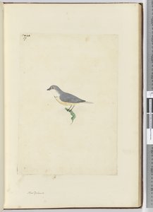 f.17 Tuntematon Uuden-Seelannin lintu, 1772-75 (wc) tekijältä Isaac Smith