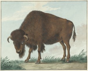 Bison tekijältä Isaac van Haastert