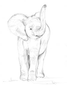 Elefantinpoikanen 02
