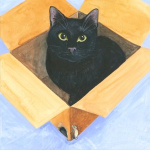 Kissa laatikossa