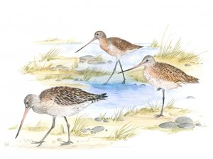 Kuirit