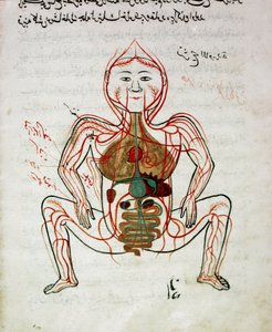 Arabialainen lääketiede: "" verenkierto ja ruoansulatusjärjestelmä"" Pienoiskuva Mansur (Mansur) ibn Ilyasin (noin 1390) anatomian käsikirjoituksesta "" Tashrih bi al-Taswir"" (Kehon anatomia) (noin 1390) 1600-luku Istanbul, yliopiston kirjasto