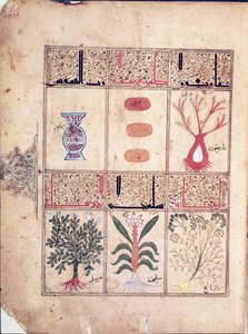 Ms. Arabe 2964 fol.49 Kasveja Theriacin traktaatista Galienin jälkeen, 1217 tekijältä Islamic School