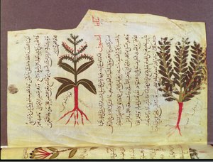 Ms. Arabe 4947 fol.84, Kasveja Dioscoriden tutkielmasta, 1200-luku tekijältä Islamic School