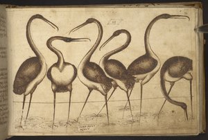 Lisätä. 82955, f.110 Linnut.   , Historia Animaliumilta, (koostuu 245 kynällä ja musteella tehdystä piirroksesta eri eläinlajeista ja myyttisistä olennoista, joista jokaiseen on liitetty kuvaus.)    1595 tekijältä Italian School