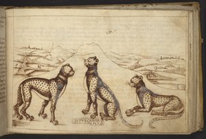 Lisätä. 82955, f.170 Panther ("kanariansusi")., Historia Animalium tekijältä Italian School