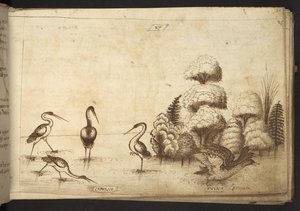 Lisätä. 82955, f.26 Kahluuslinnut (