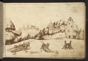 Lisätä. 82955, f.49 Heinäsirkat syövät korkeaa kasvia.  , Historia Animaliumilta, (koostuu 245 kynällä ja musteella tehdystä piirroksesta eri eläinlajeista ja myyttisistä olennoista, joista jokaiseen on liitetty kuvaus.)    1595 tekijältä Italian School