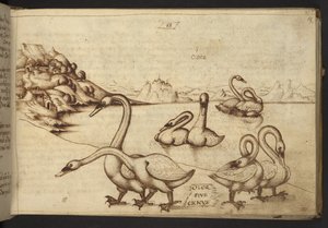 Lisätä. 82955, f.57   Joutsenet (