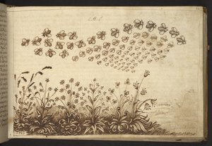 Lisätä. 82955, f.64 Mehiläiset ("apinat").  , Historia Animaliumilta, (koostuu 245 kynällä ja musteella tehdystä piirroksesta eri eläinlajeista ja myyttisistä olennoista, joista jokaiseen on liitetty kuvaus.)    1595 tekijältä Italian School