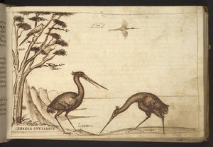Lisätä. 82955, f.70   Heron (