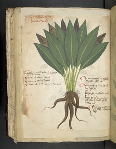 Lisää MS 41623 f.103v Confolida, 