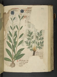 Lisää MS 41623 f.104r Sassifraga, 