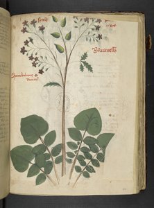 Lisää MS 41623 f.110r 