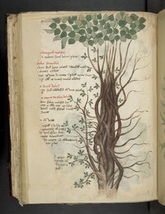 Lisää MS 41623 f.110v Mangrovepuu, "A herbalista", Belluno (muste ja väri perunakalvolla) tekijältä Italian School