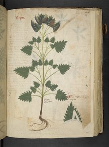 Lisää MS 41623 f.115r Nepta, 