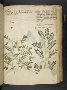 Lisää MS 41623 f.116r 