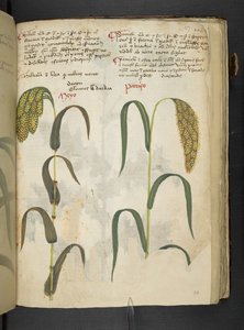 Lisää MS 41623 f.117r 