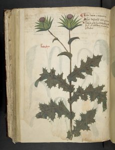 Lisää MS 41623 f.117v Thistle 