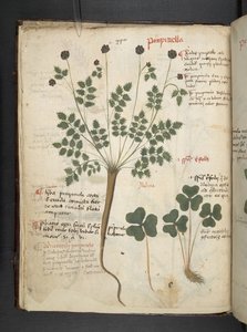 Lisää MS 41623 f.14v A yrtti, Belluno (muste ja väri velumilla) tekijältä Italian School