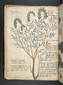 Lisää MS 41623 f.18v A yrtti, Belluno (muste ja väri vellum) tekijältä Italian School