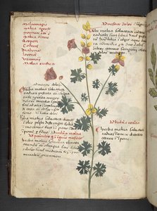 Lisää MS 41623 f.19v A yrtti, Belluno (muste ja väri vellum) tekijältä Italian School