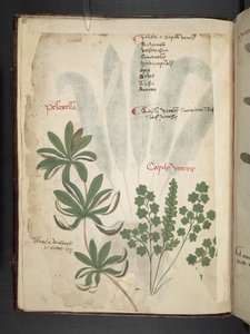 Lisää MS 41623 f.1v A yrtti, Belluno (muste ja väri velumilla) tekijältä Italian School