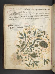 Lisää MS 41623 f.20v A yrtti, Belluno (muste ja väri velumilla) tekijältä Italian School