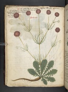 Lisää MS 41623 f.26v A yrtti, Belluno (muste ja väri velumilla) tekijältä Italian School